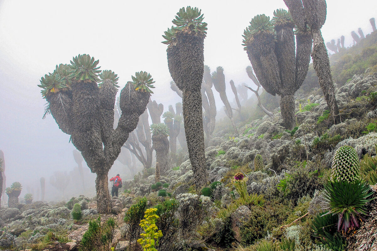 20294E