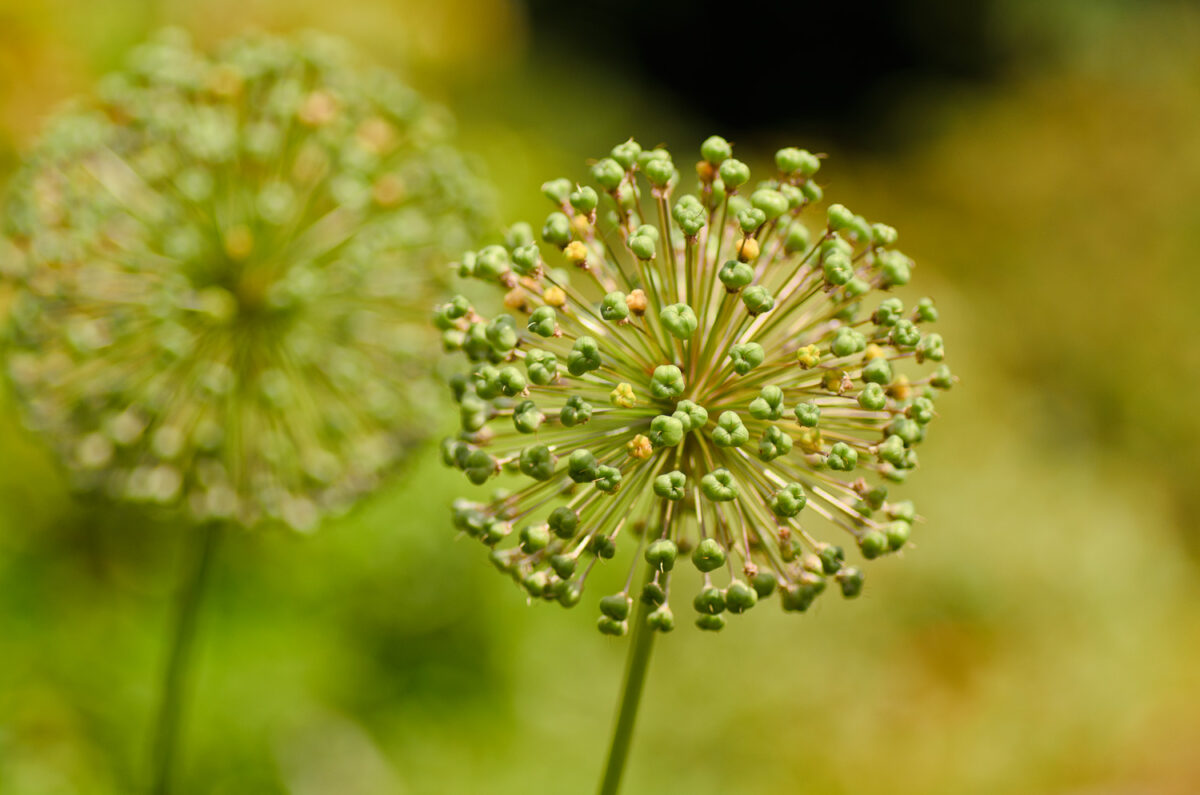 12czerwiec_botan_0291