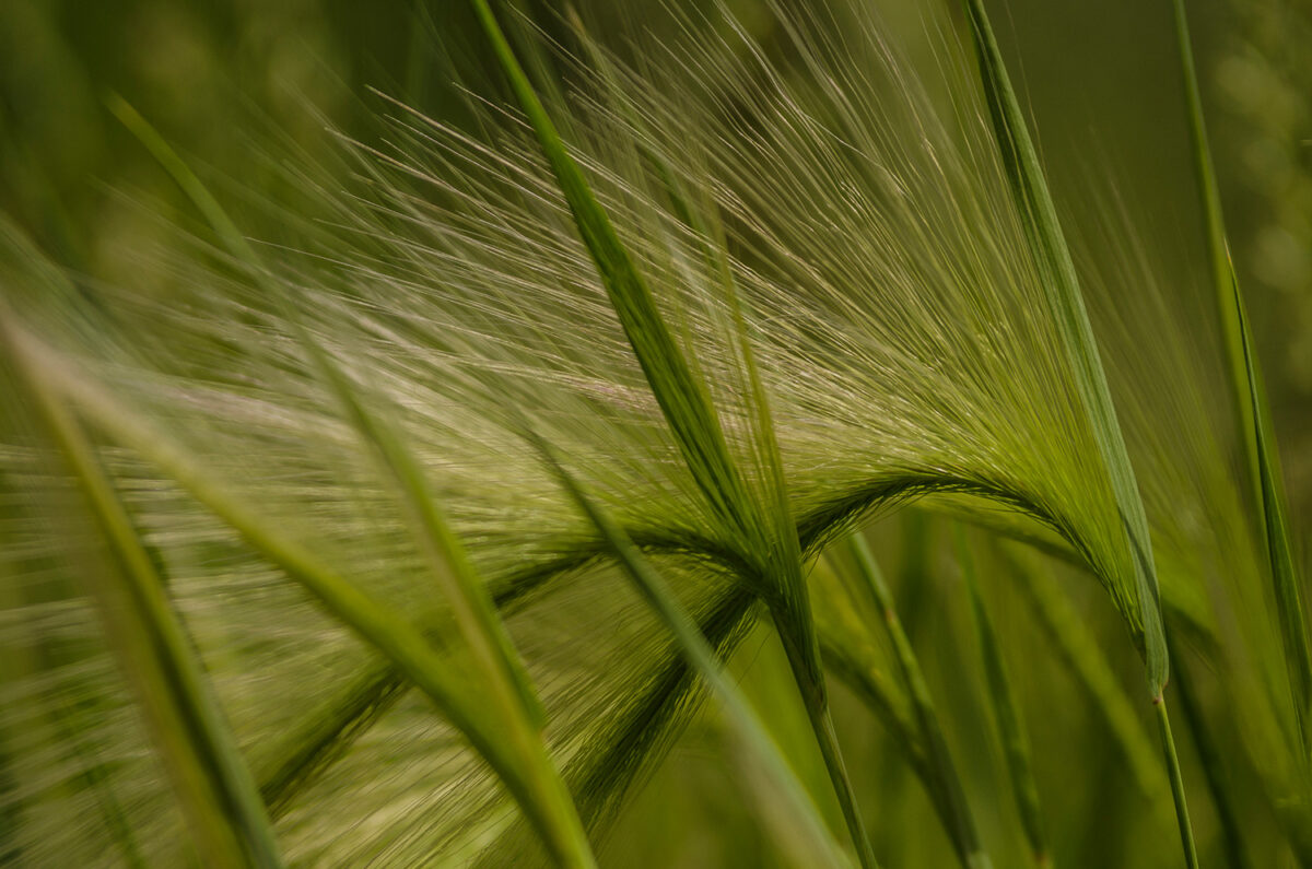 12czerwiec_botan_0396
