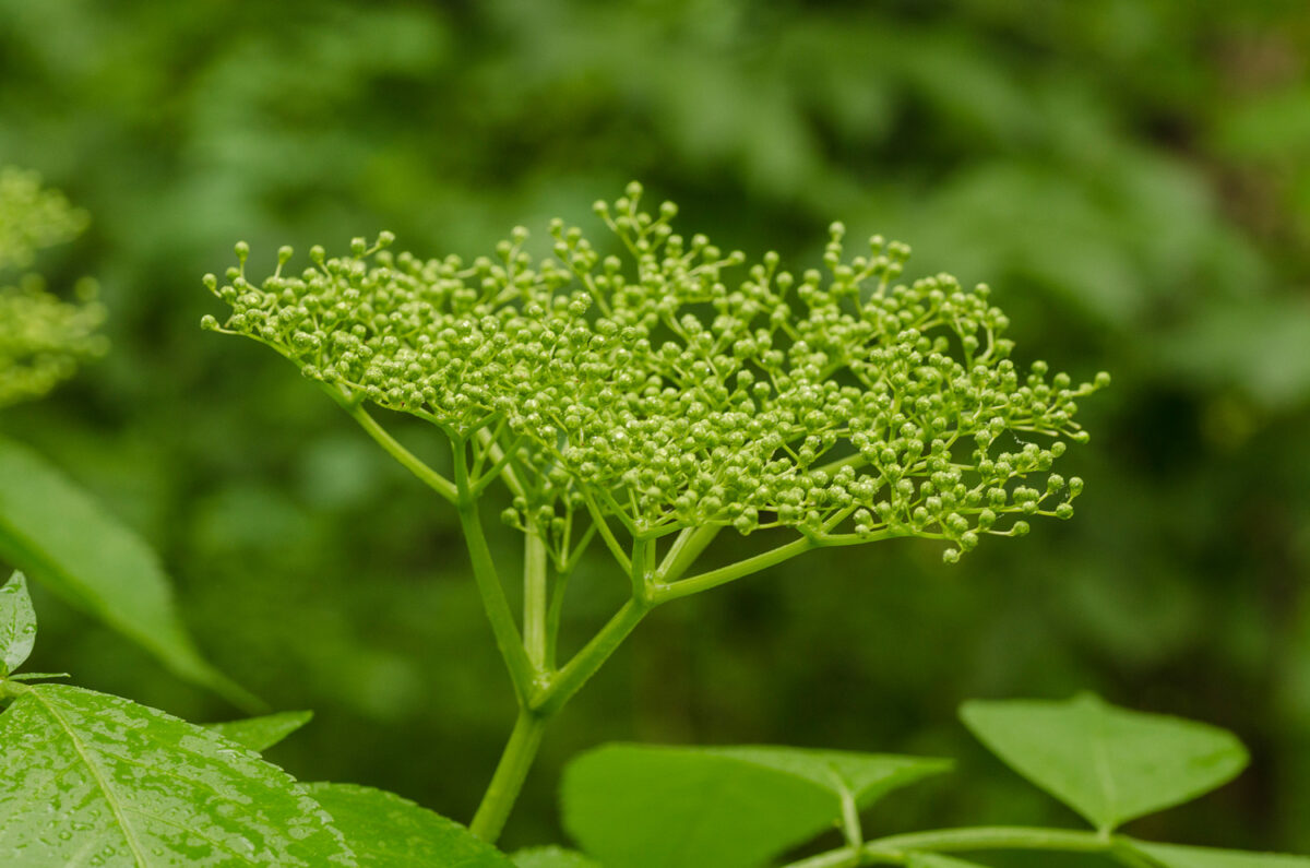 12czerwiec_wapienica_0051
