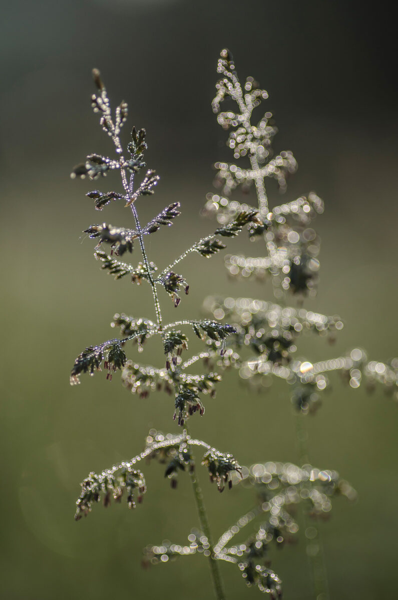 13czerwiec_rosliny_0037-2