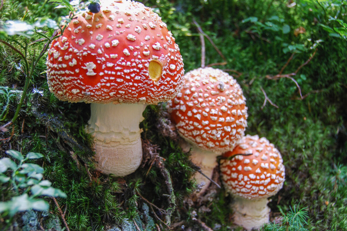 Grzyby-w-drodze-na-Rycerzowa