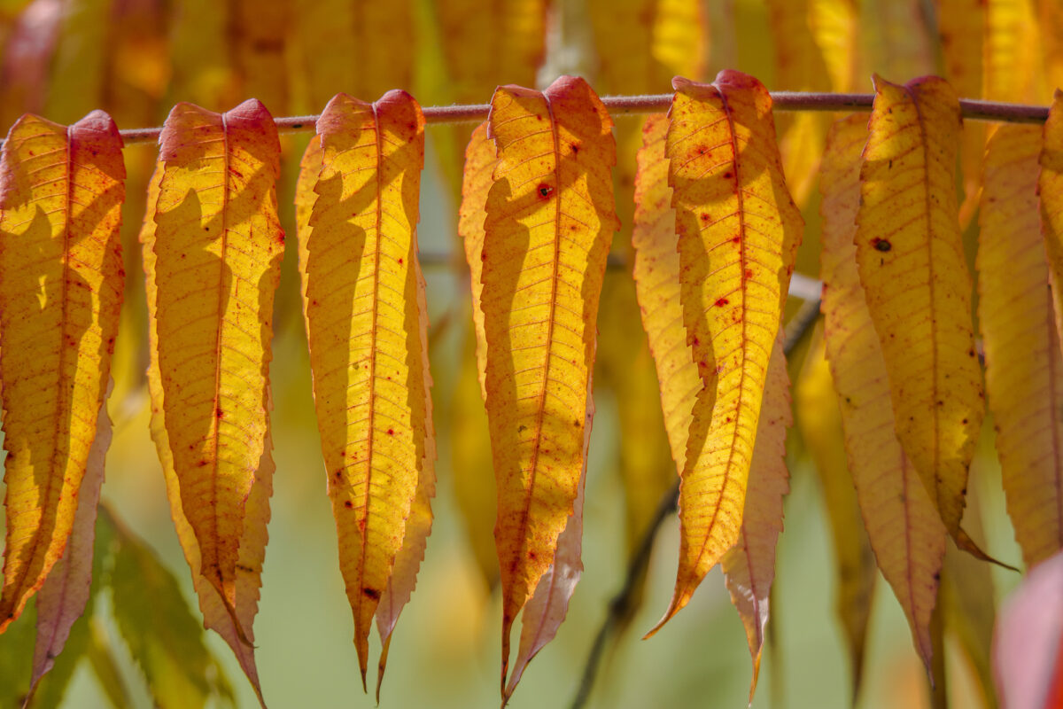 flora (2)