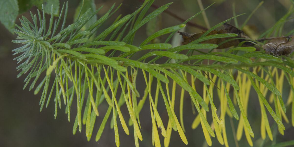 flora (5)