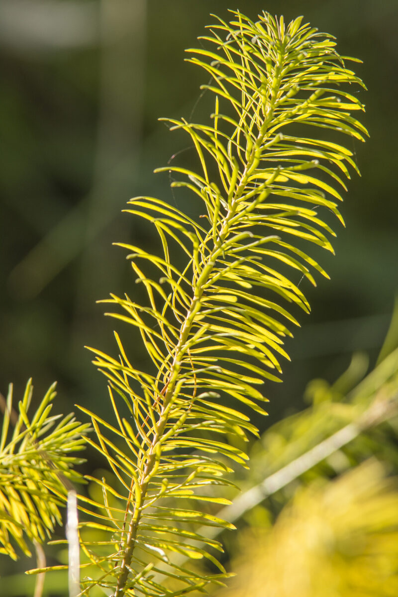 flora (6)