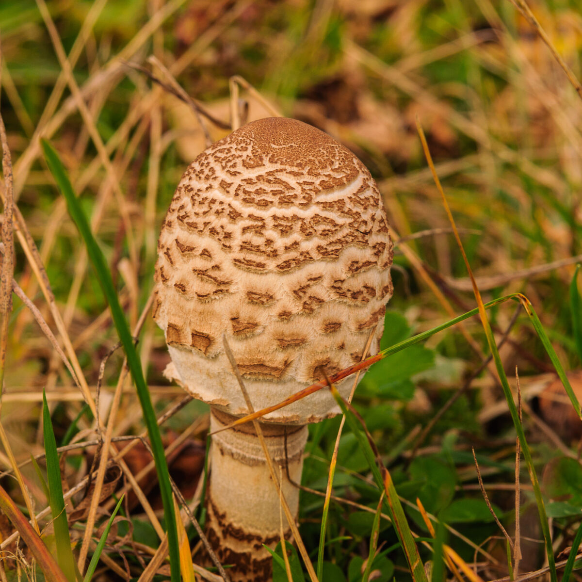 grzyby_kubisowka_jesien_0096
