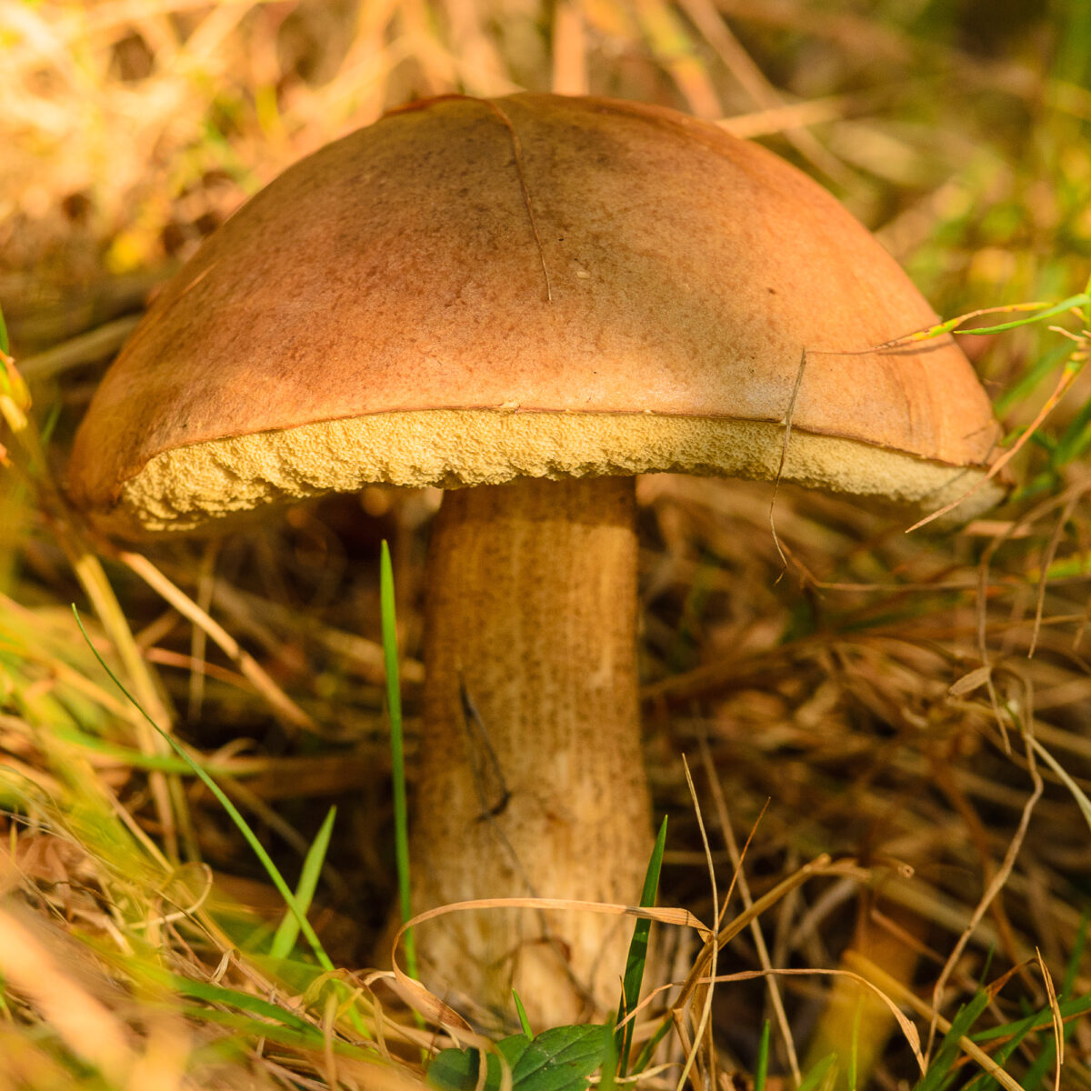 grzyby_kubisowka_jesien_0135