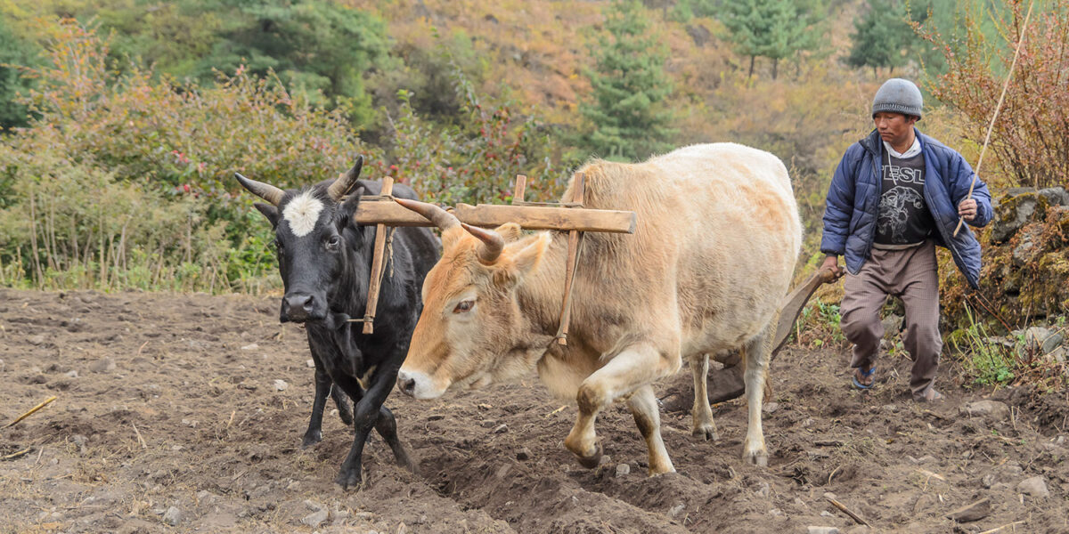 11listopad_annapurna_circuit_0583