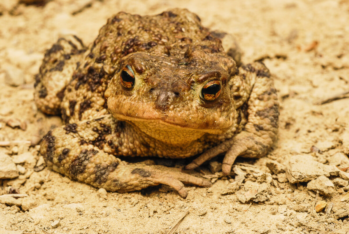 fauna (1)