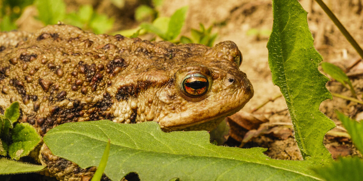 fauna (2)