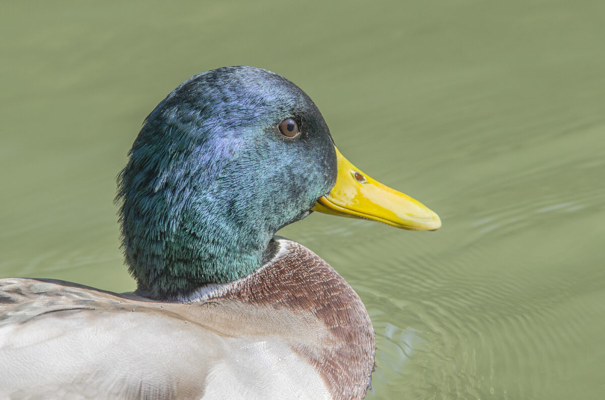 fauna (5)