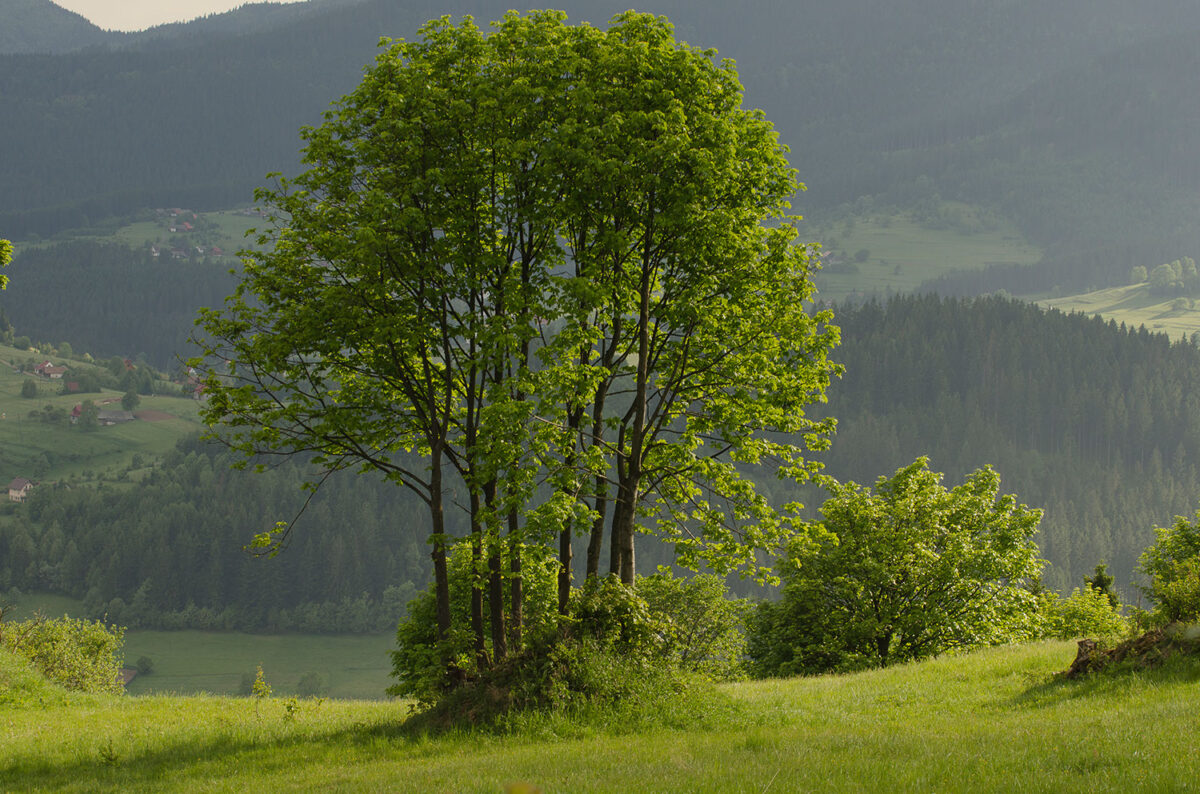 12maj_plener_0159