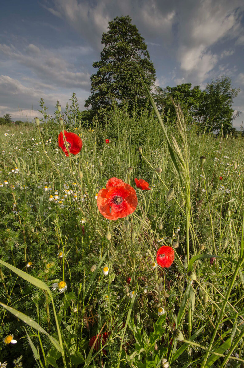 13czerwiec_rosliny_0097