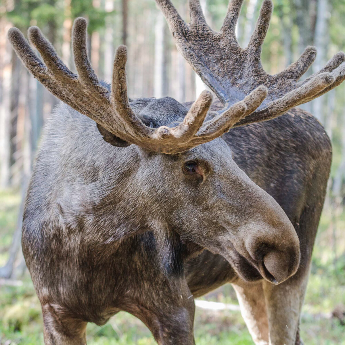 14sierpien_skan_kc_2312