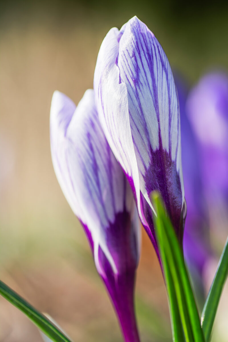 15marzec_kwiaty (2)