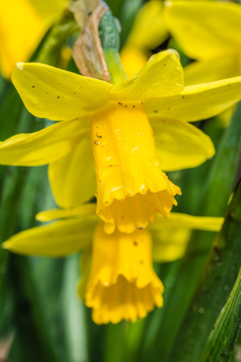 15marzec_kwiaty wiosenne_II_0005