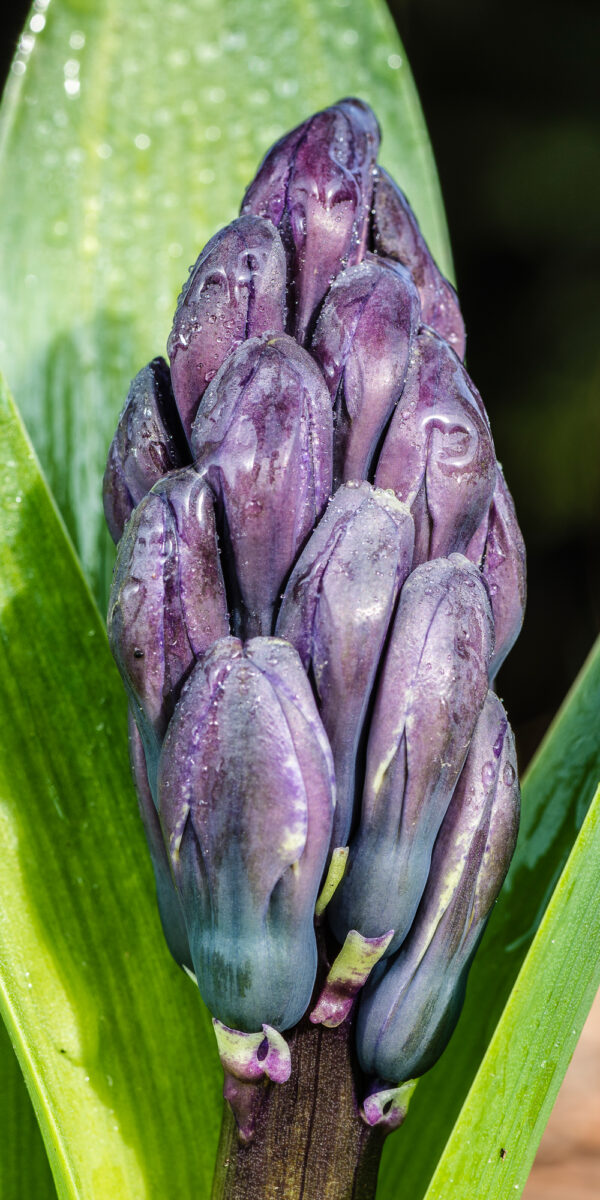 15marzec_kwiaty wiosenne_II_0007