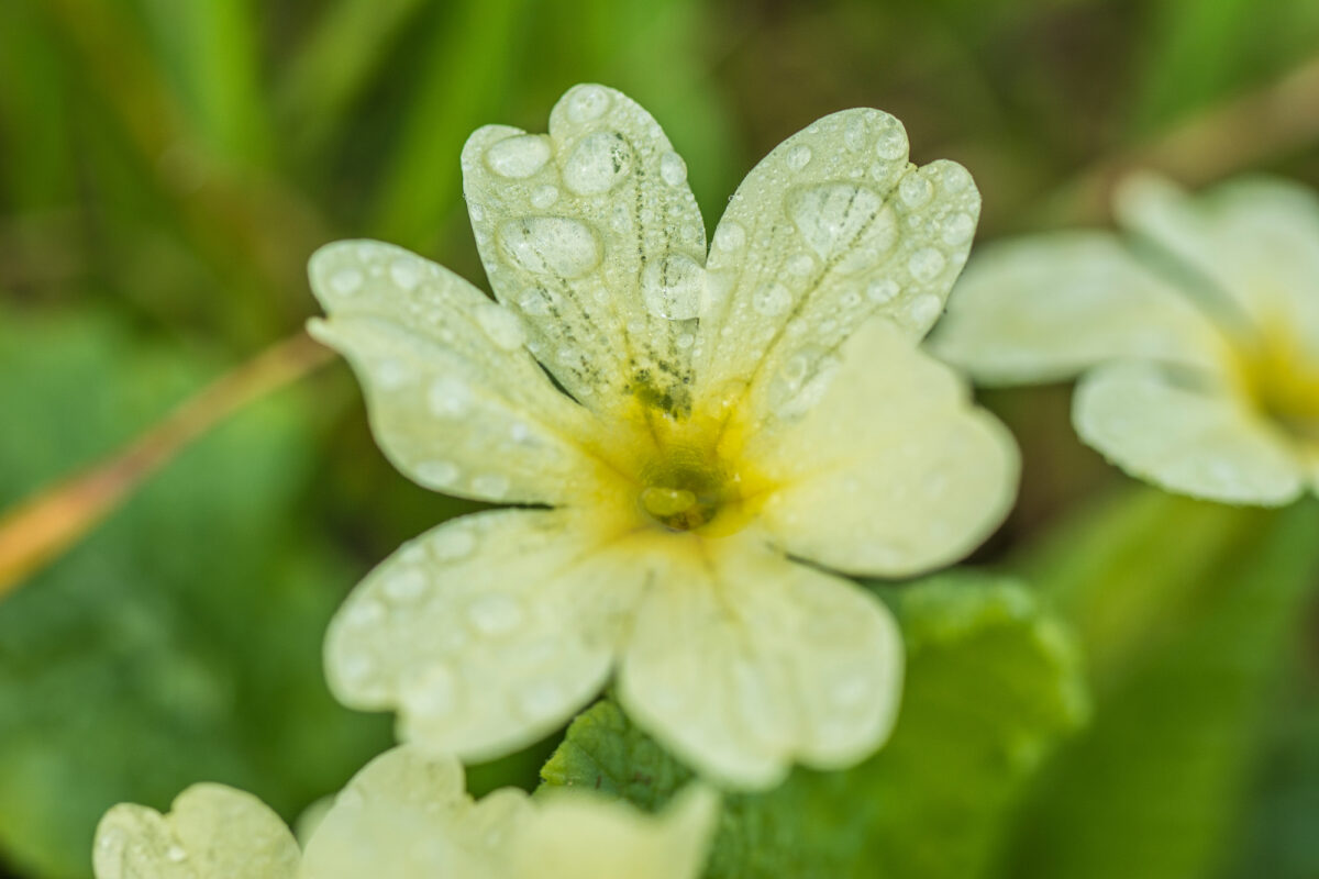 15marzec_kwiaty wiosenne_II_0025