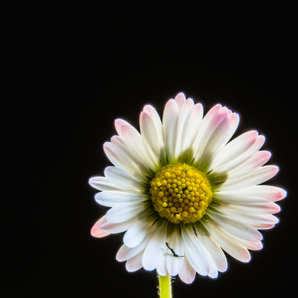 15maj_kwiaty_studio_II_0033
