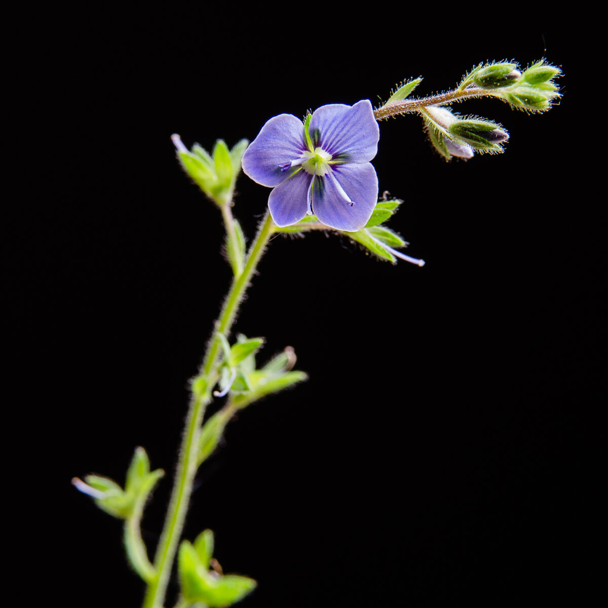 _DSC2986
