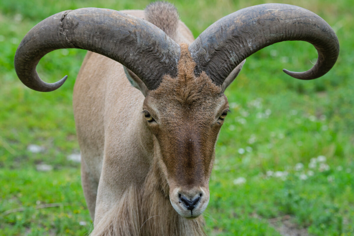 15czerwiec_zoo-wroclaw_0021