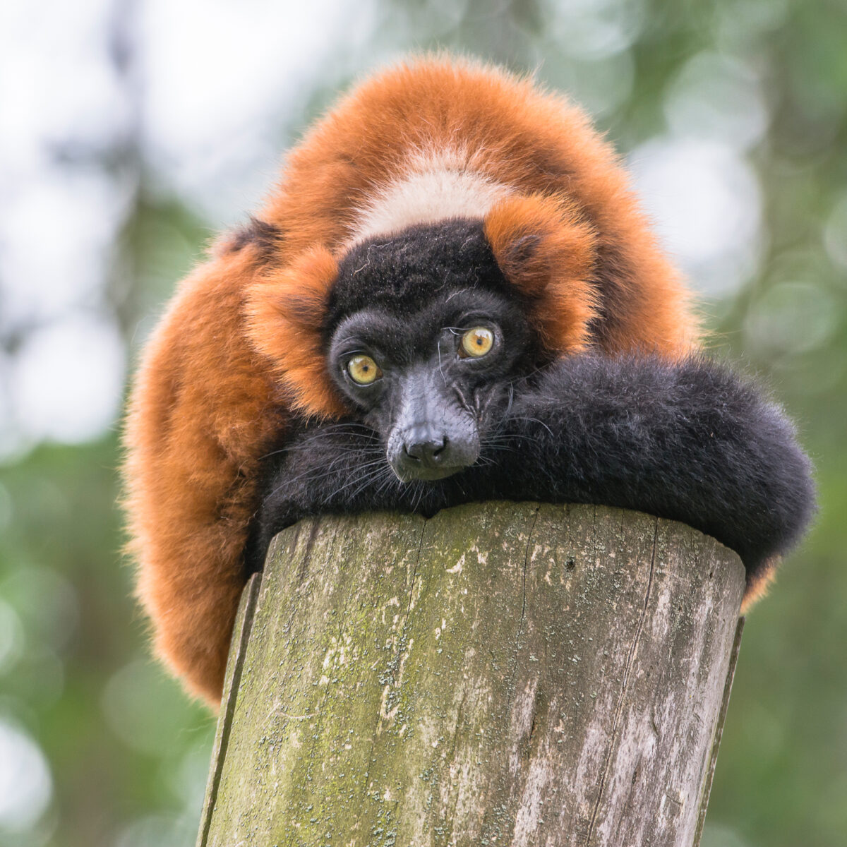 15czerwiec_zoo-wroclaw_0050