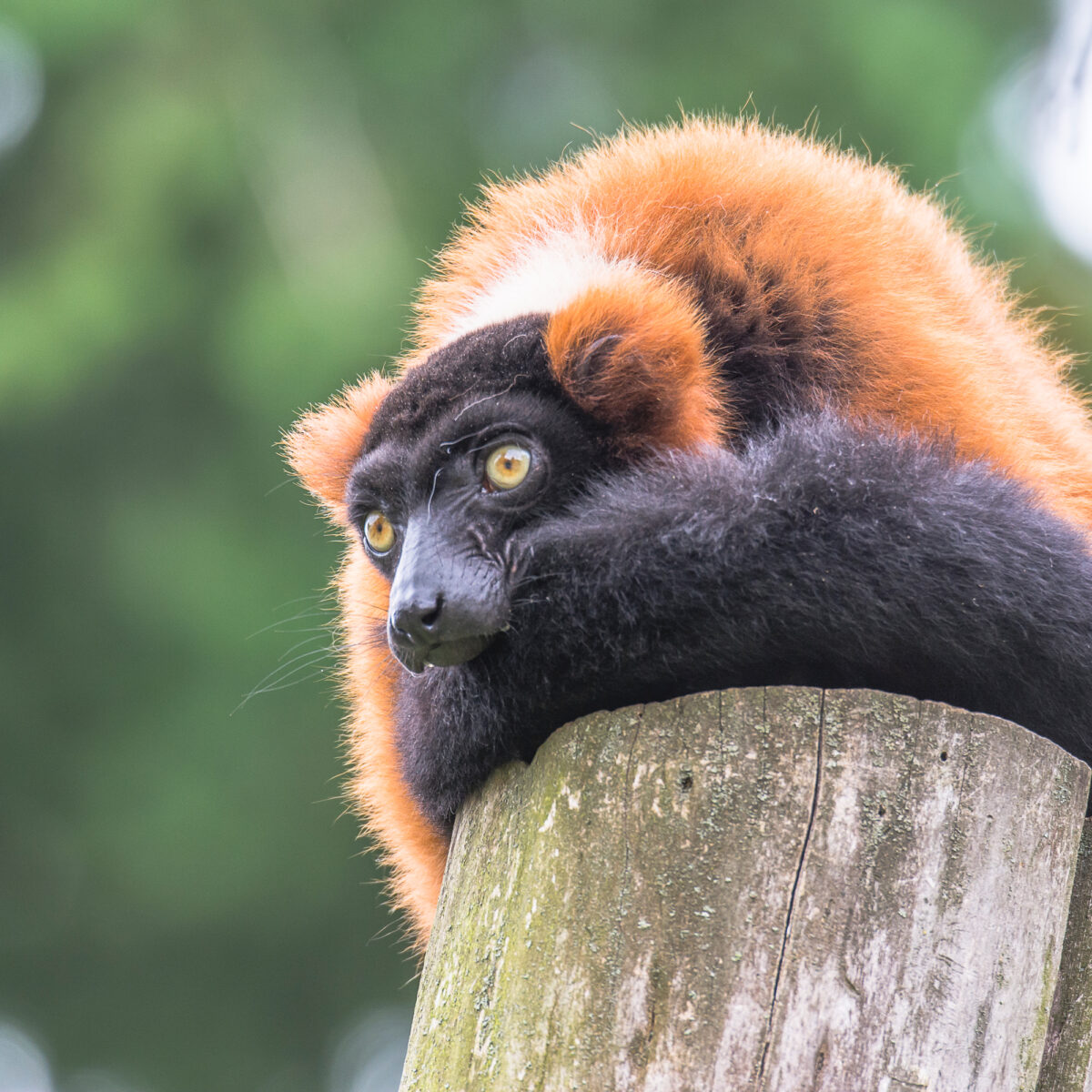 15czerwiec_zoo-wroclaw_0063
