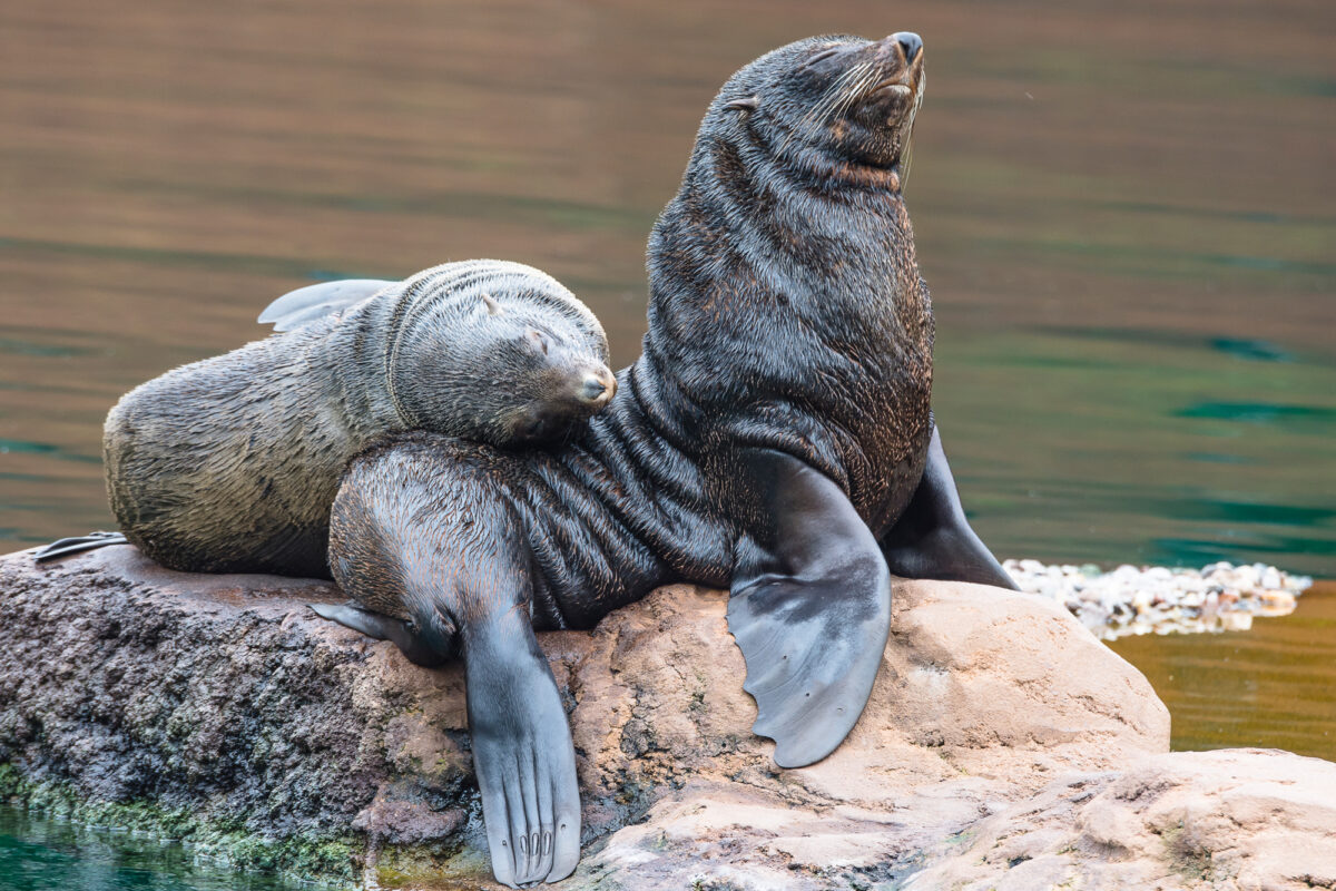 15czerwiec_zoo-wroclaw_0072