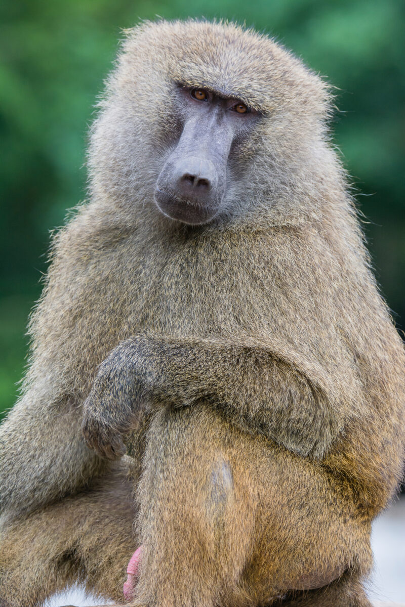 15czerwiec_zoo-wroclaw_0168