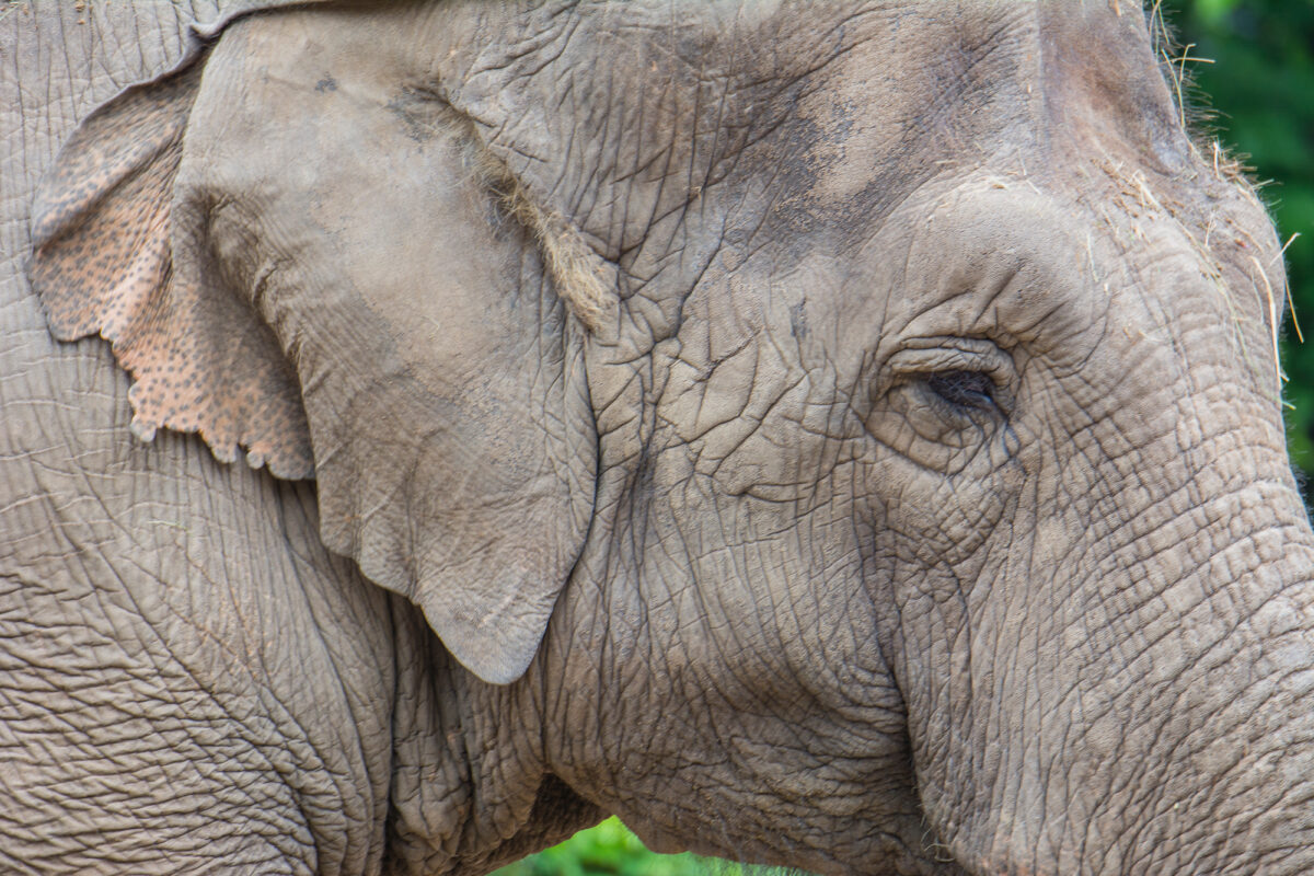 15czerwiec_zoo-wroclaw_0208