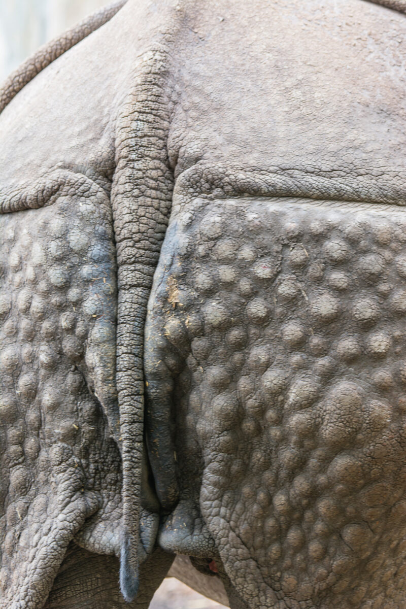 15czerwiec_zoo-wroclaw_0230