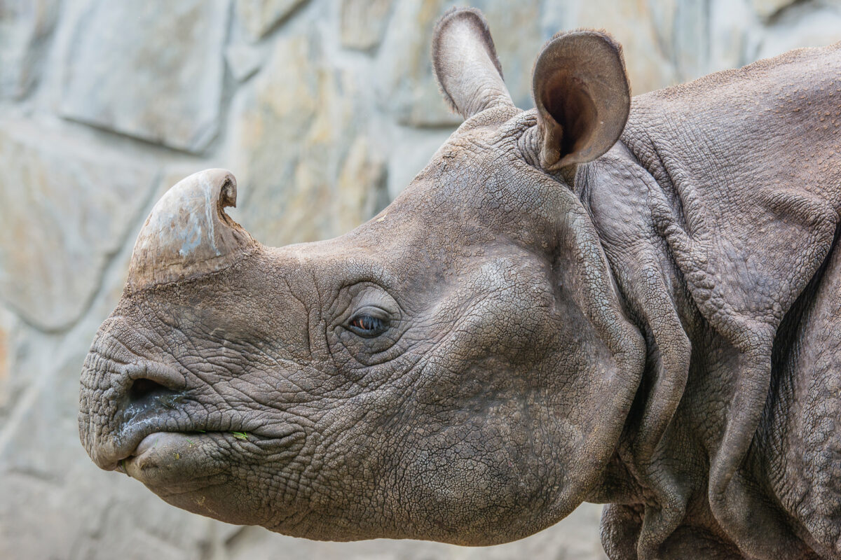 15czerwiec_zoo-wroclaw_0244