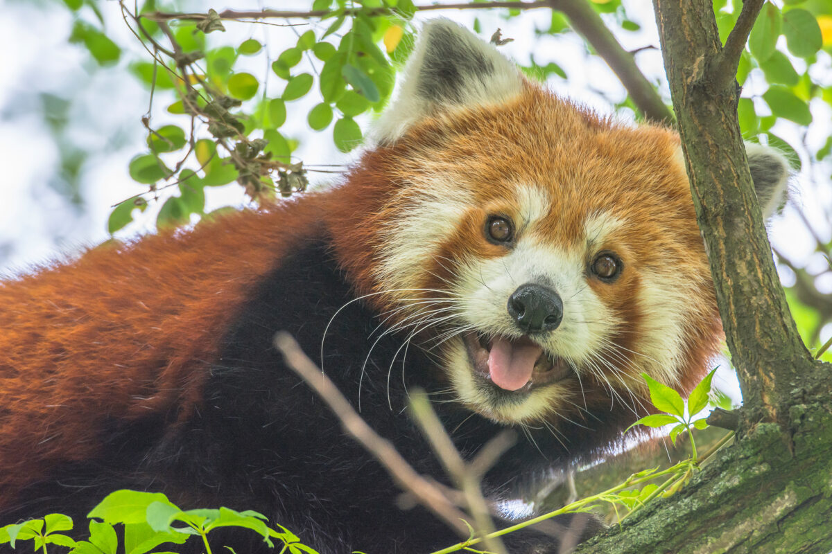 15czerwiec_zoo-wroclaw_0311