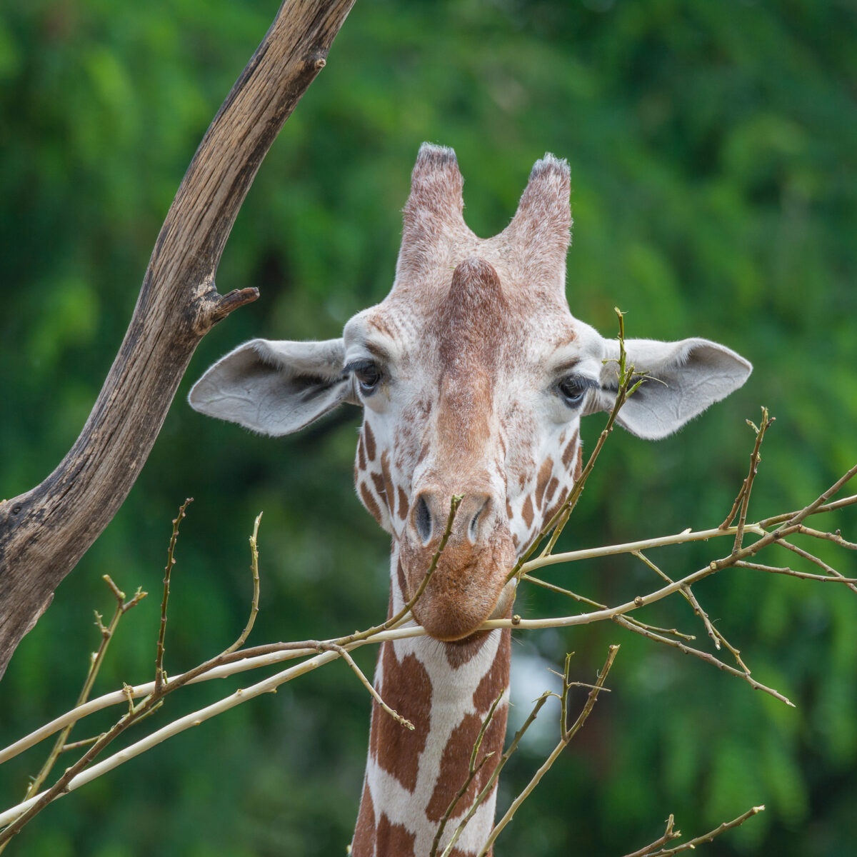 15czerwiec_zoo-wroclaw_0321