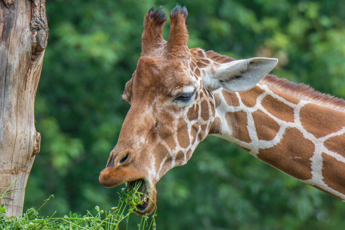 15czerwiec_zoo-wroclaw_0343