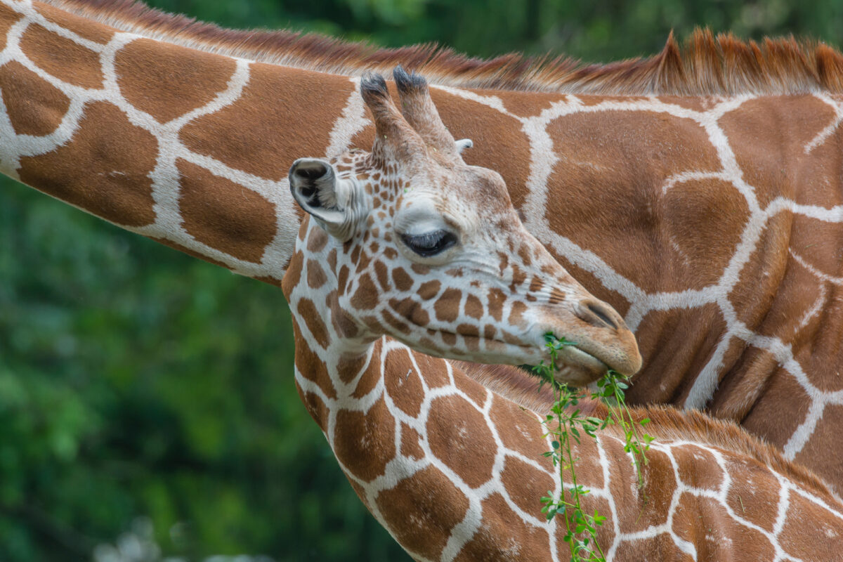 15czerwiec_zoo-wroclaw_0353