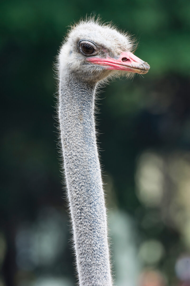 15czerwiec_zoo-wroclaw_0378