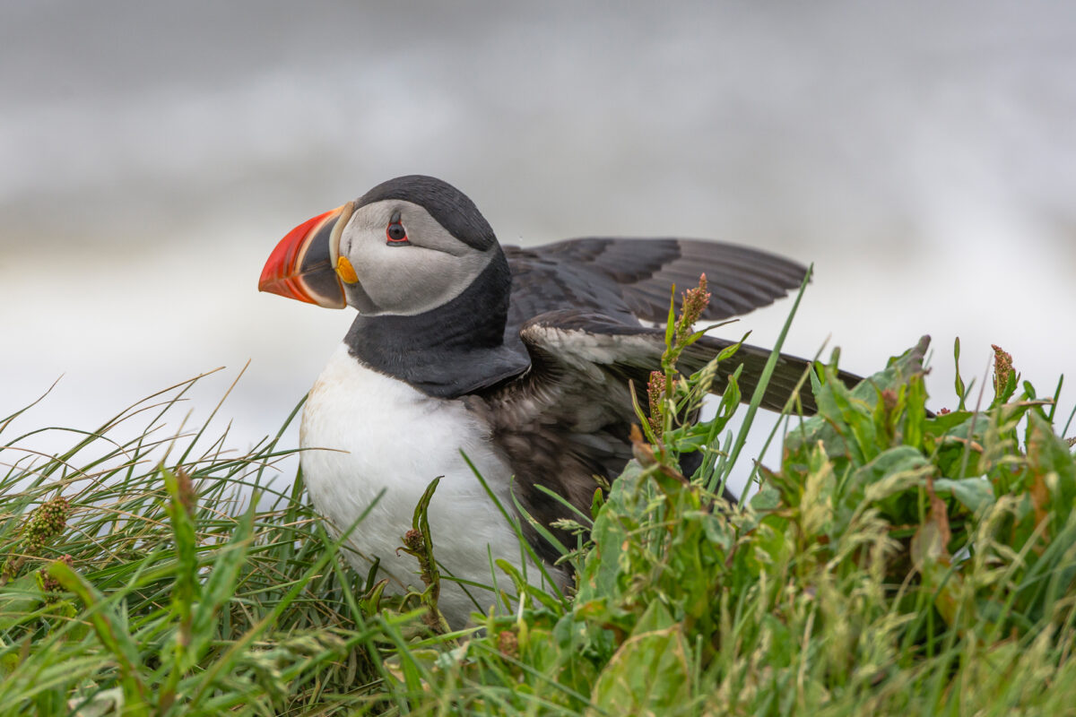 15lipiec_islandia_0649