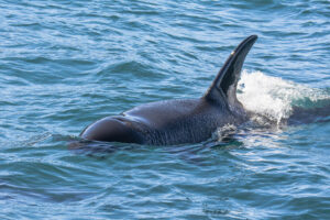 16czerwiec_alaska_d7100_2006