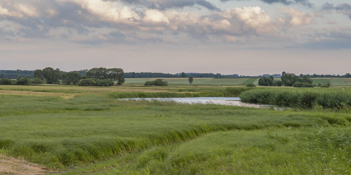 17czerwiec_biebrza_0288