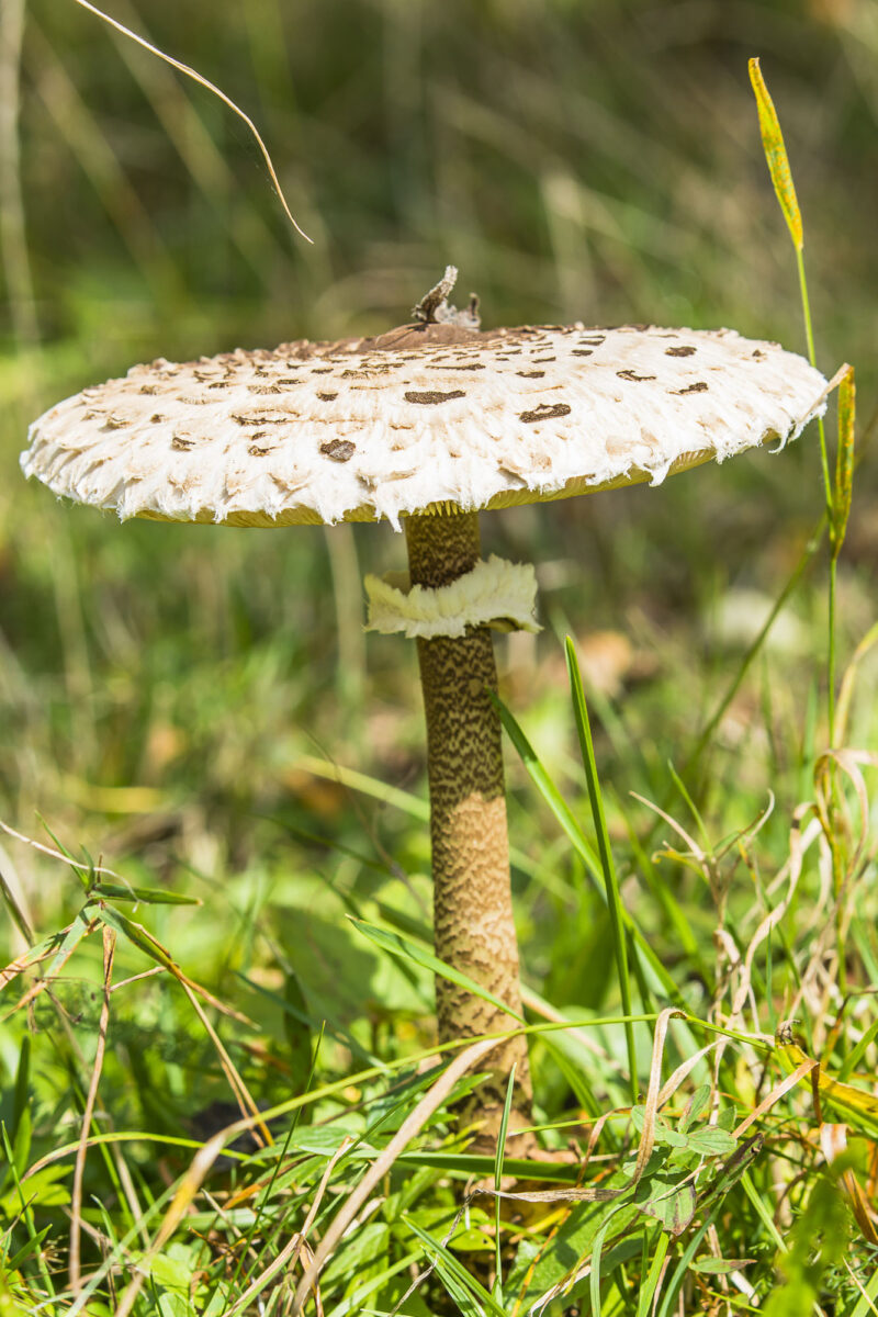 17wrzesień_kub_jes_0147