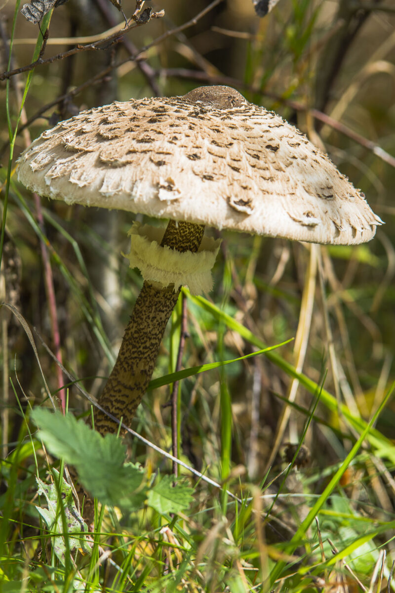 17wrzesień_kub_jes_0153