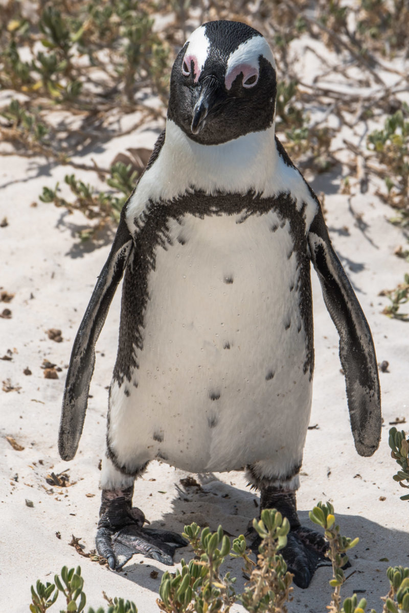 20styczeń_south africa_500_0052