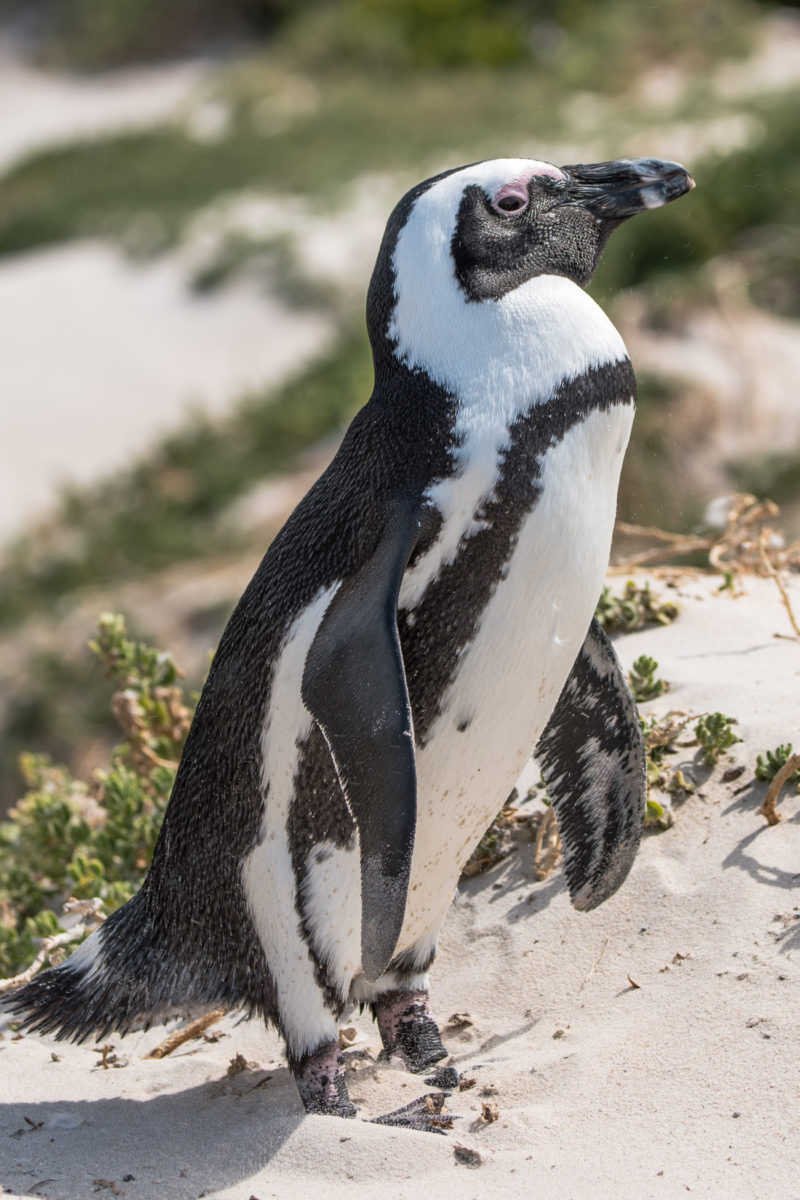 20styczeń_south africa_500_0114