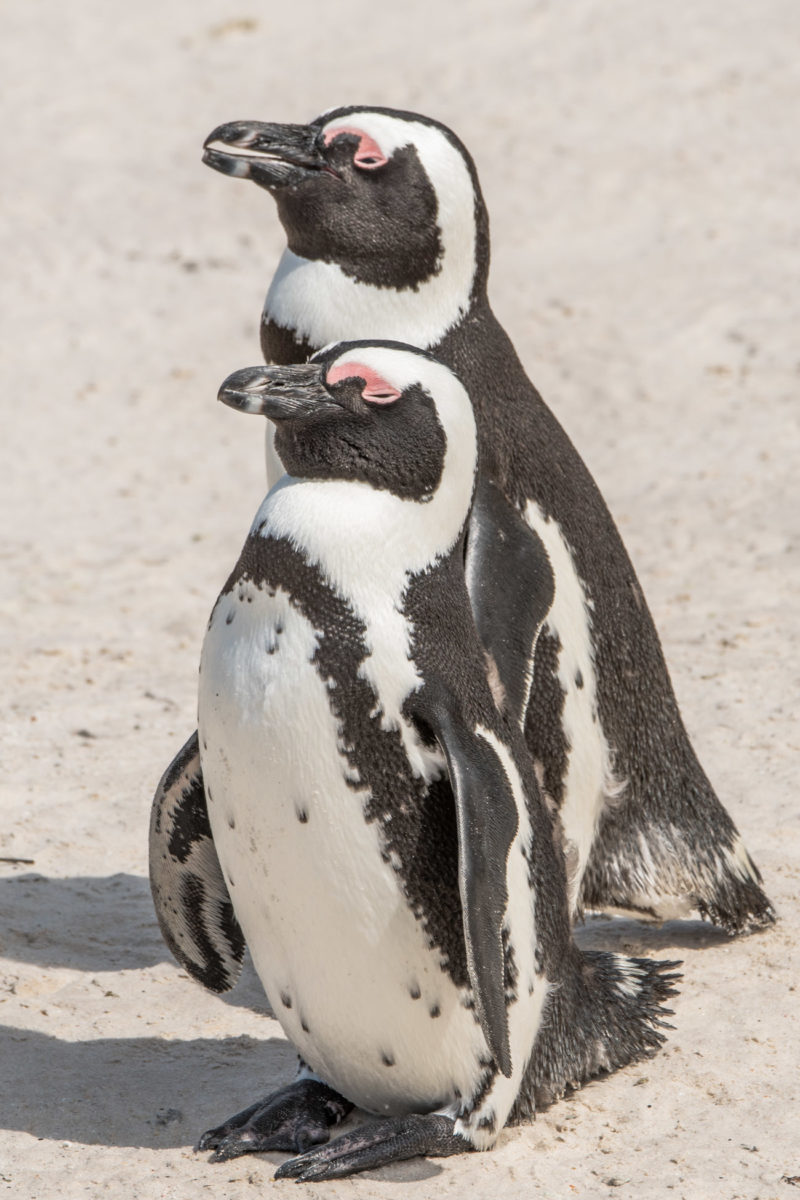 20styczeń_south africa_500_0195
