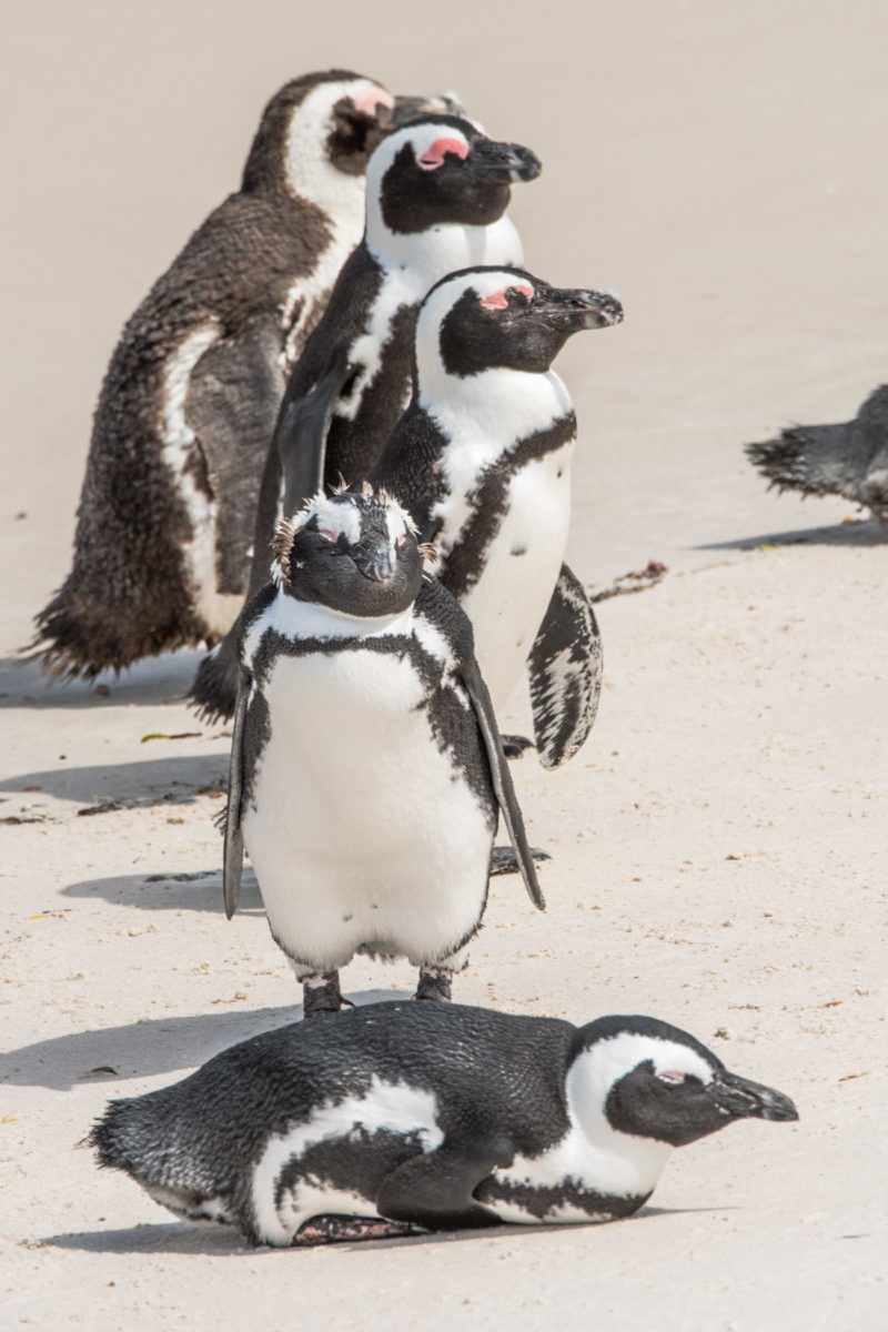 20styczeń_south africa_500_0207