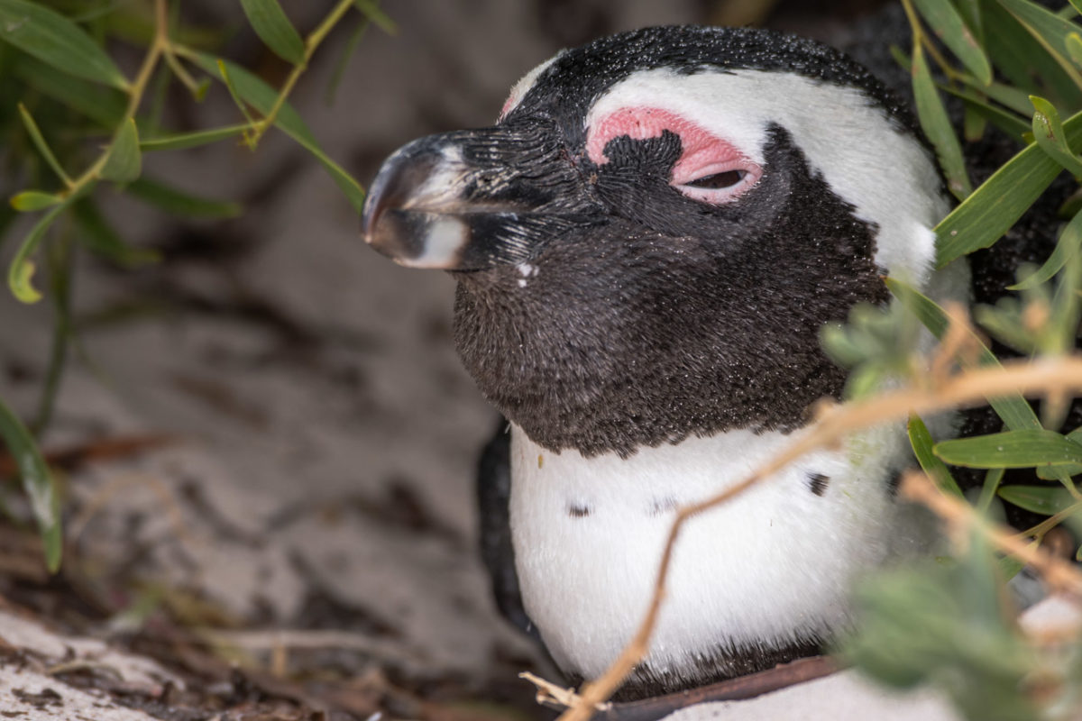 20styczeń_south africa_500_0239