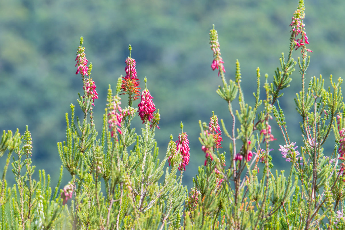 20styczeń_south africa_500_0471