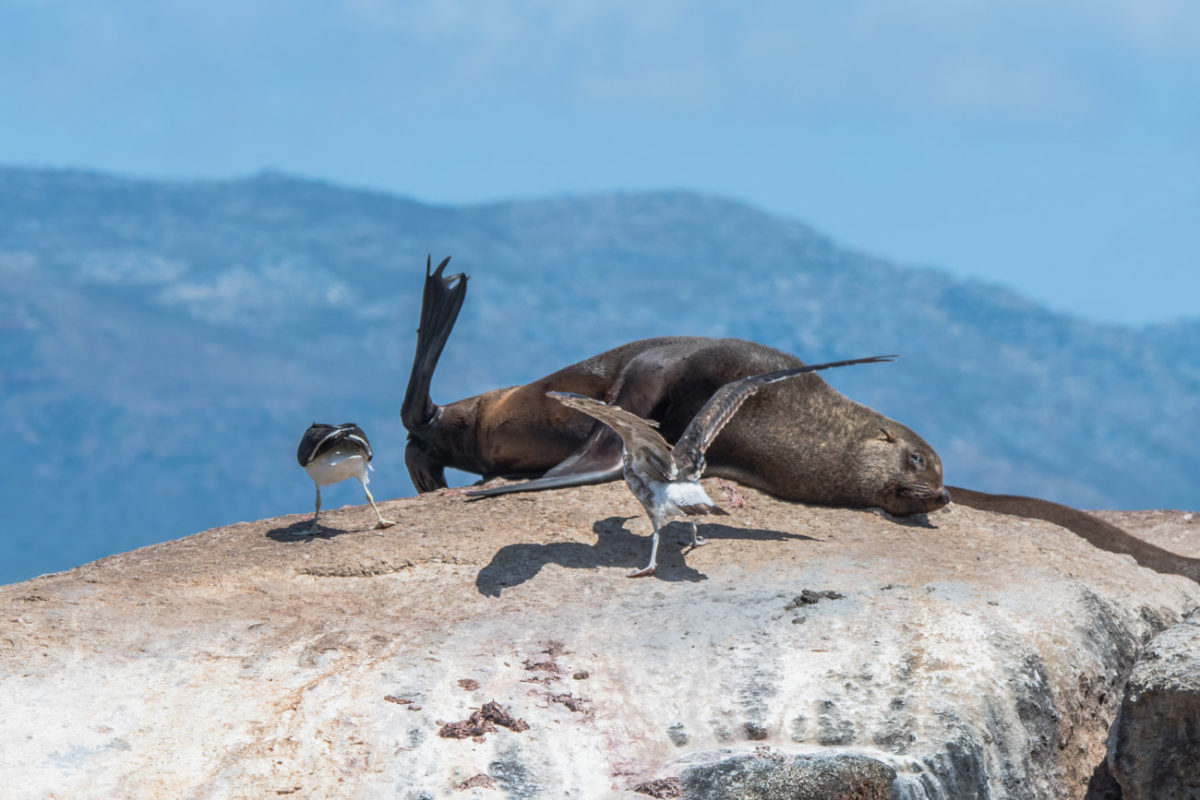 20styczeń_south africa_500_0637