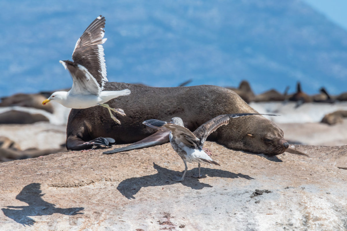 20styczeń_south africa_500_0646
